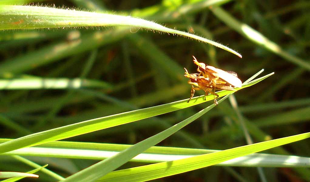 Licht